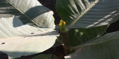 Gardenia latifolia